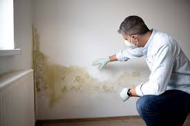 Best Black Mold Removal  in The Plains, OH